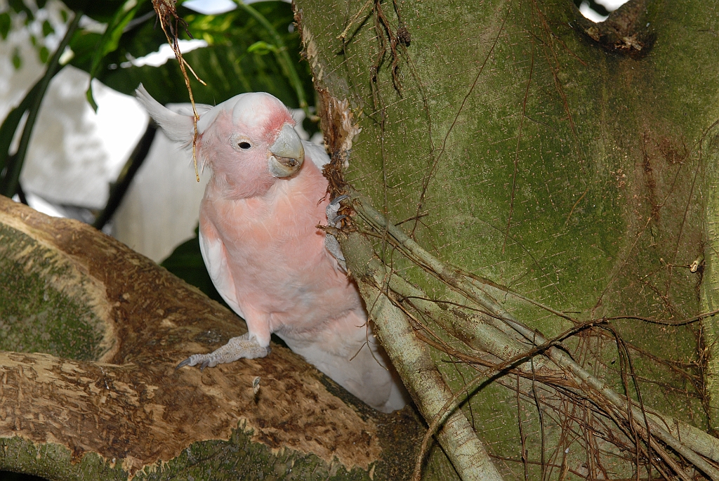 0712 Birdworld Kuranda.jpg